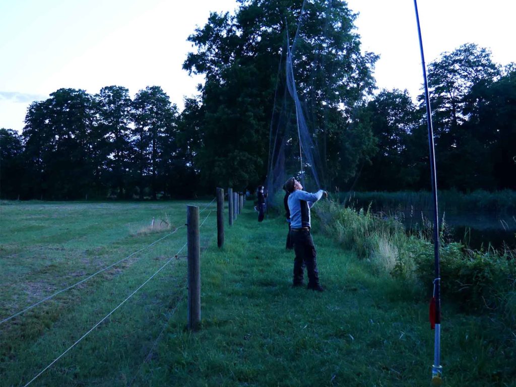 Zwei Personen bauen entlang einer Koppel ein Netz auf, um Fledermäuse zu fangen.