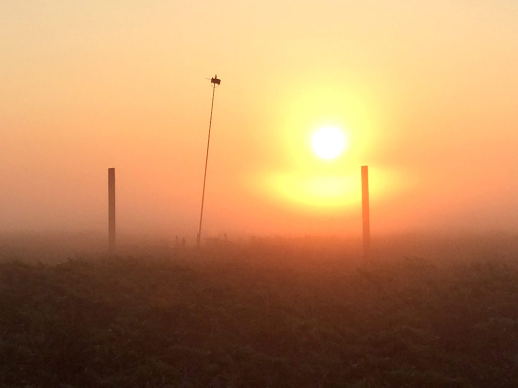 Im nebligen Morgengrauen bei Sonnenaufgang ist ein aufgebauter Batcorder nahe eines Feldes zu sehen.