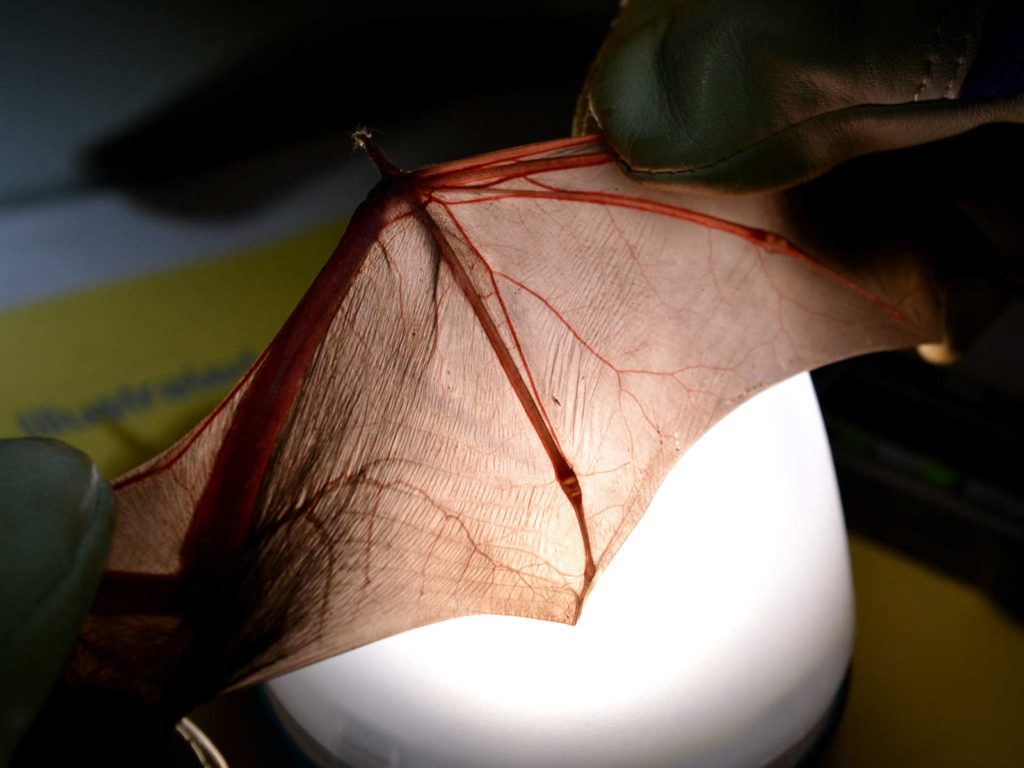 Der Flügel einer Fledermaus wird mithilfe einer Lampe durchleuchtet. Zu sehen sind Mittelhand- und Fingerknochen sowie Blutgefässe.