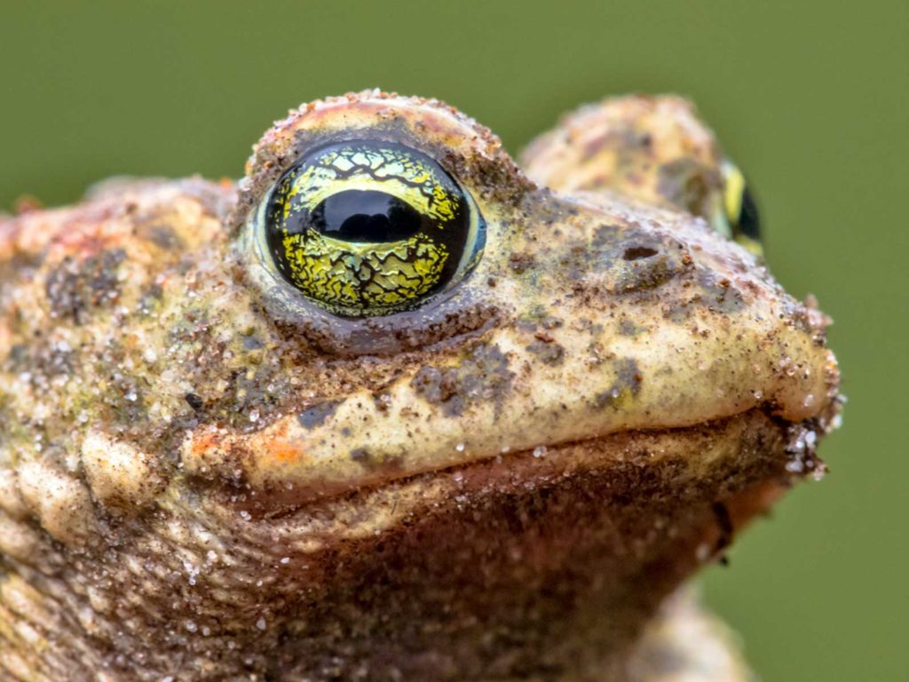 Nahaufnahme der Augen einer Kreuzkröte. Die Pupillen sind waagerecht elliptisch, die Iris zitronengelb bis grün.