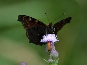 Fotografie eines Schmetterlings, der auf einer Blüte sitzt. Zu sehen sind die Unterseiten seiner Flügel und seine Fühler.