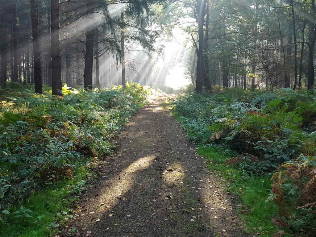 Mittig ist ein Waldweg zu sehen, rechts und links Farne und weitere Bodenpflanzen. Durch die Bäume strahlen Sonnenstrahlen hindurch.
