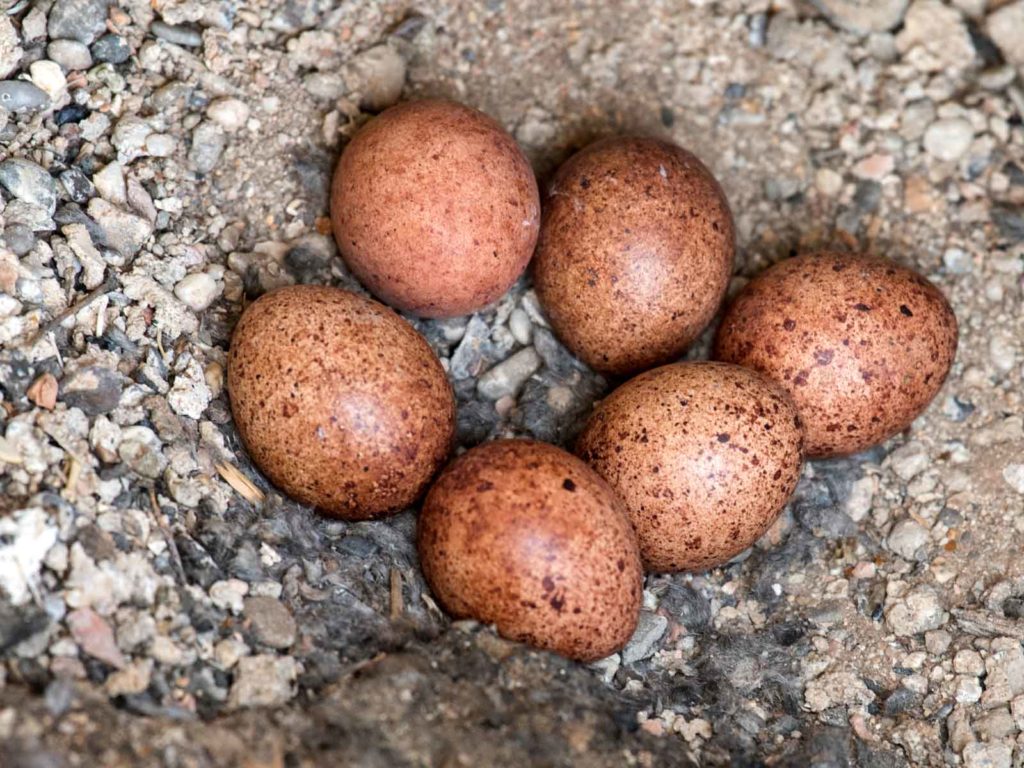 Nest mit sechs Turmfalken-Eiern.