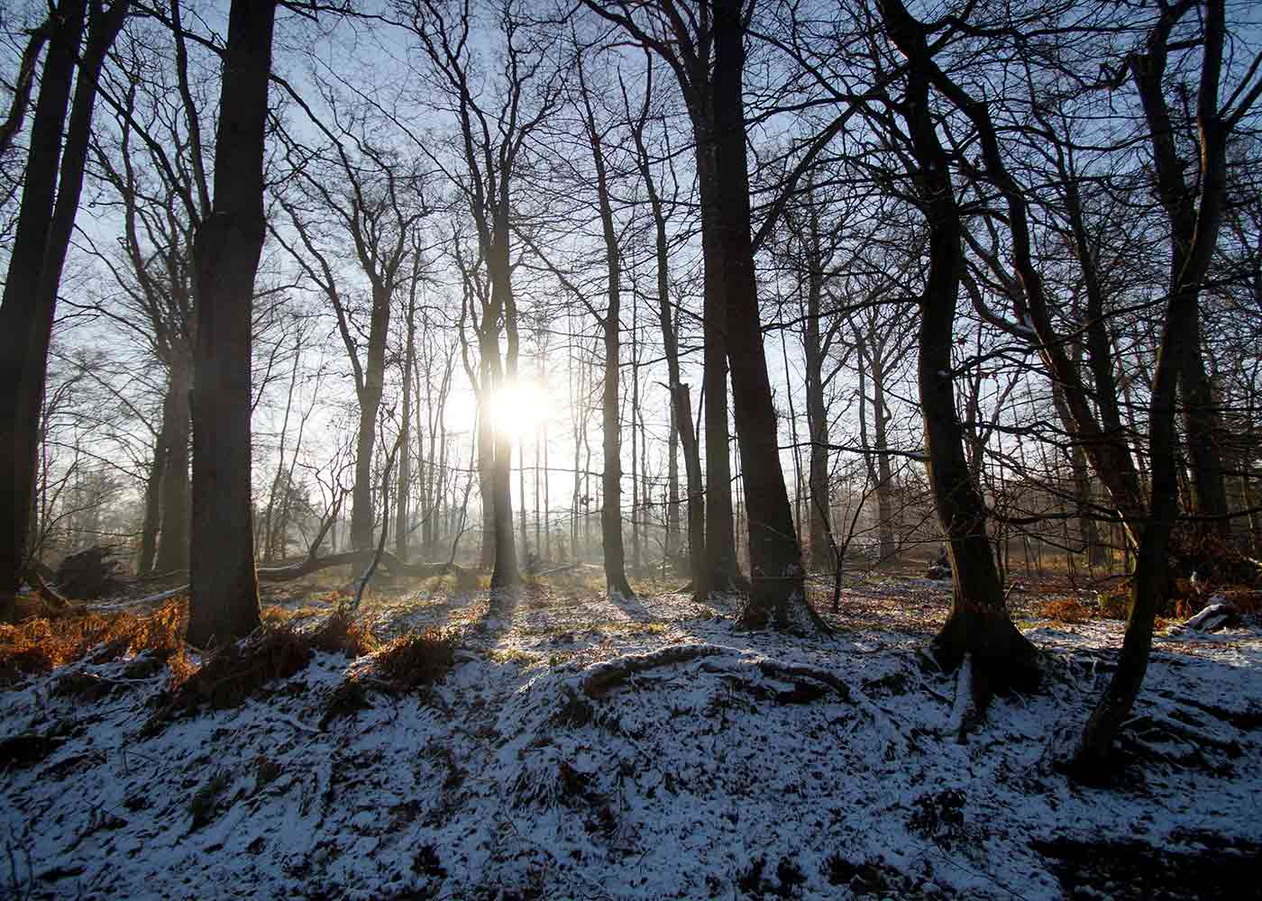 Laub-Mischwald in der laubfreien Zeit, die Sonne scheint zwischen den Bäumen hindurch und es liegt Schnee.